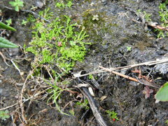 Lophocolea heterophylla