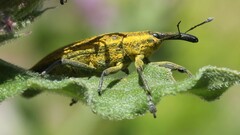 Lixus iridis