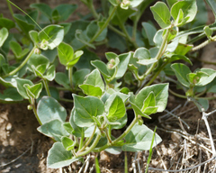Mirabilis oxybaphoides