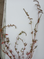 Atriplex rosea