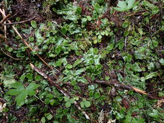 Conocephalum conicum