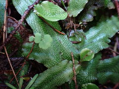 Conocephalum conicum