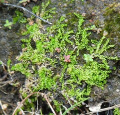 Lophocolea heterophylla