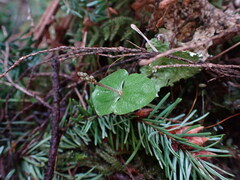 Neottia cordata