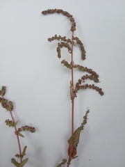 Atriplex rosea