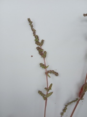 Atriplex rosea