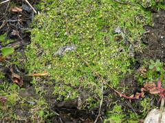 Lophocolea heterophylla