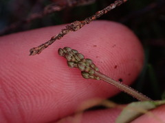 Neottia cordata