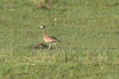 Eupodotis senegalensis