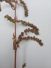 Atriplex rosea