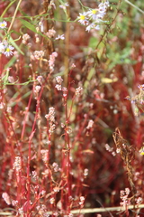 Persicaria minor
