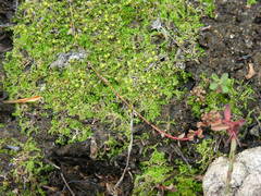 Lophocolea heterophylla