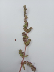 Atriplex rosea