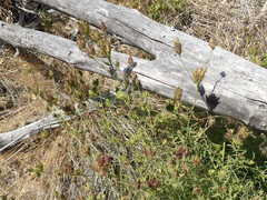 Cordylanthus rigidus