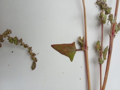 Atriplex rosea