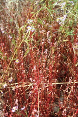 Persicaria minor