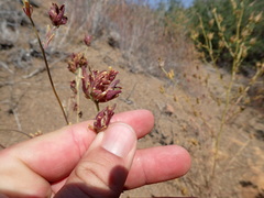 Cordylanthus rigidus