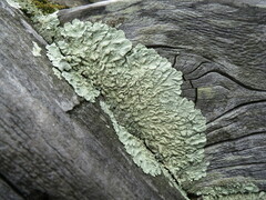 Flavoparmelia soredians