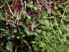 Plagiochila