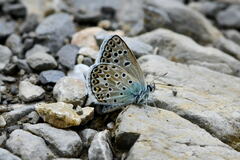 Polyommatus escheri