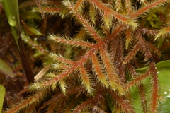 Rhytidiadelphus loreus