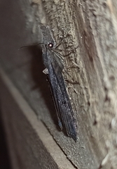 Hypena rostralis