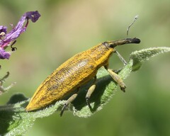 Lixus iridis