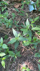 Persicaria longiseta