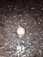 Caucasotachea vindobonensis