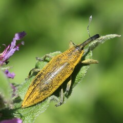 Lixus iridis