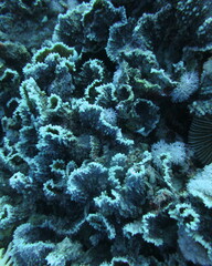 Oxypora convoluta