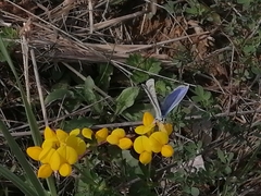 Polyommatus