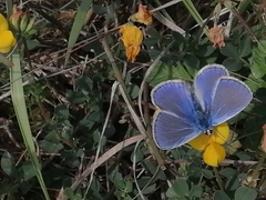 Polyommatus