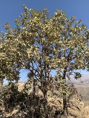 Quercus brantii