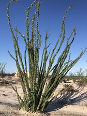 Fouquieria splendens
