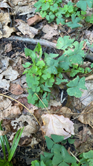 Oxalis
