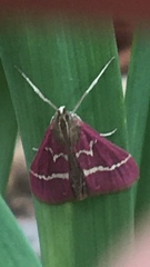 Pyrausta