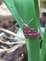 Pyrausta