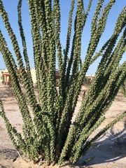 Fouquieria splendens