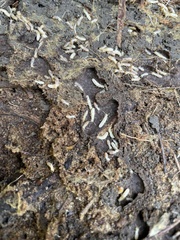 Reticulitermes flavipes