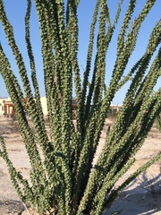 Fouquieria splendens