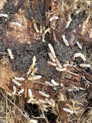 Reticulitermes flavipes