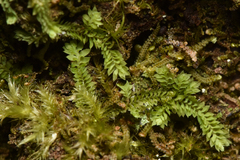 Douinia ovata