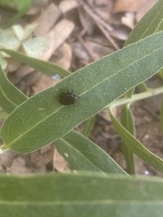 Phylloscelis atra