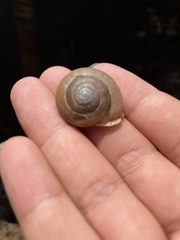 Neohelix albolabris