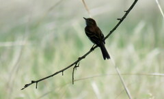 Myiophobus fasciatus