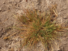 Agrostis stolonifera