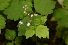 Tiarella trifoliata