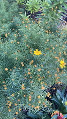 Coreopsis verticillata