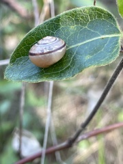 Cepaea nemoralis